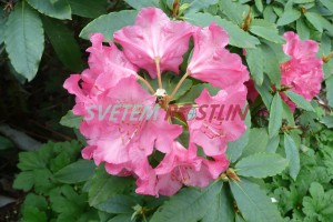 Pěnišník Moravanka - Rhododendron Moravanka