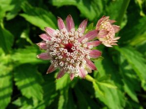 jarmanka větší - Astrantia major