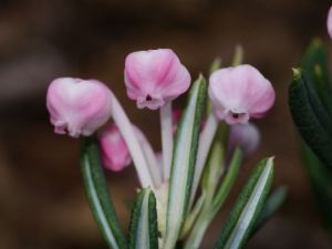 kyhanka sivolistá - Andromeda polifolia