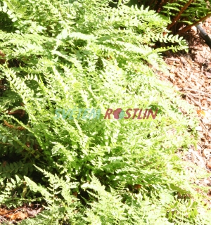 kapradinka - Woodsia polystichoides