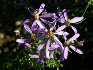 Aster sedifolius