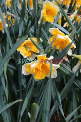 narcis Orangery - Narcissus Orangery