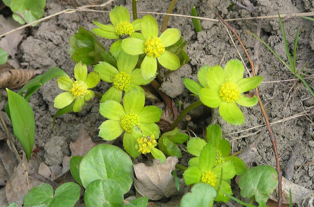 hvzdnatec zubat - Hacquetia epipactis