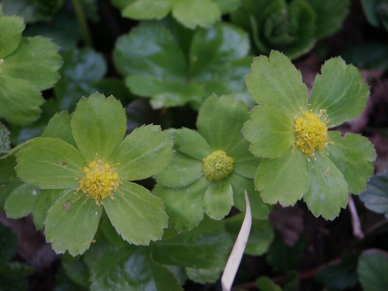 hvzdnatec zubat - Hacquetia epipactis