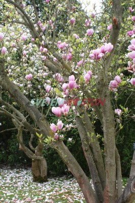 šácholan Soulangeův Speciosa - Magnolia × soulangeana Speciosa