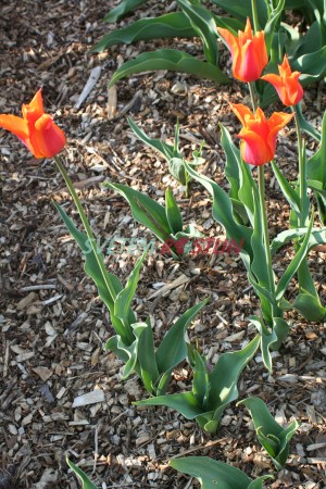 tulipán Ballerina - Tulipa Ballerina