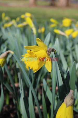 narcis Dutch Master - Narcissus Dutch Master