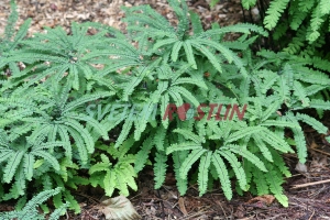 netík sibiřský - Adiantum pedatum