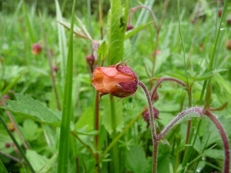 kuklk poton - Geum rivale