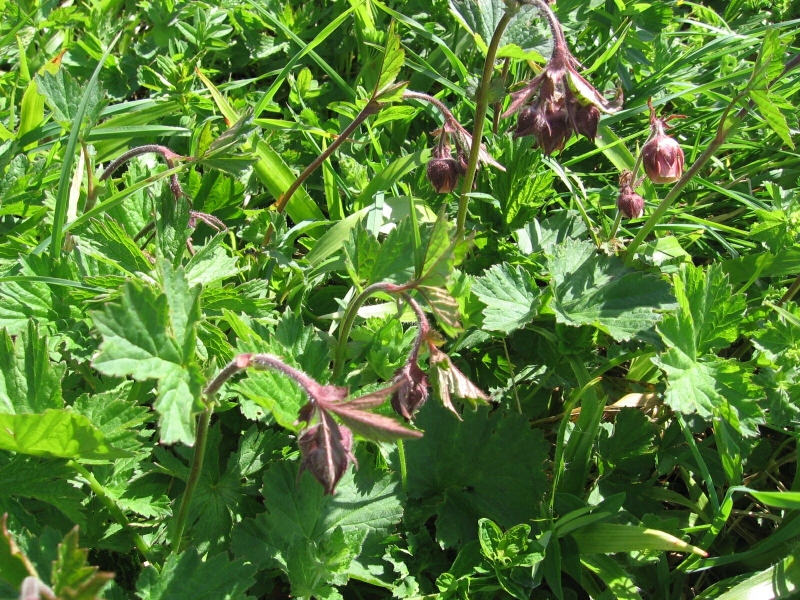 kuklk poton - Geum rivale