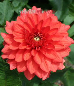 jiřina Orange Nugget - Dahlia Orange Nugget
