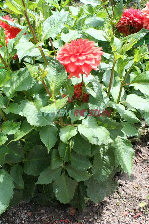 jiřina Orange Nugget - Dahlia Orange Nugget