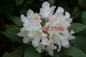 Pěnišník Omega - Rhododendron Omega