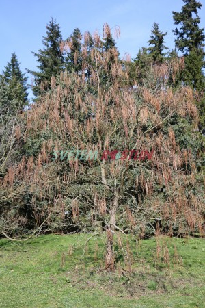 katalpa vejčitá - Catalpa ovata