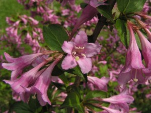 weigelie růžová - Weigela florida
