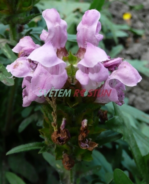 černohlávek velkokvětý Pink Loveliness - Prunella grandiflora Pink Loveliness