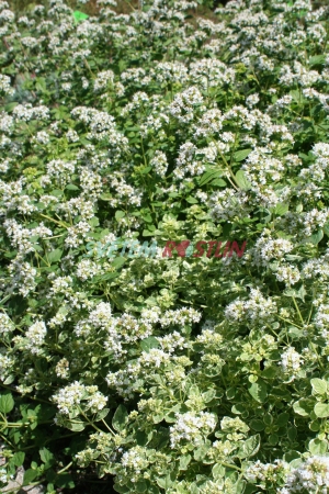 dobromysl obecná Country Cream - Origanum vulgare Country Cream