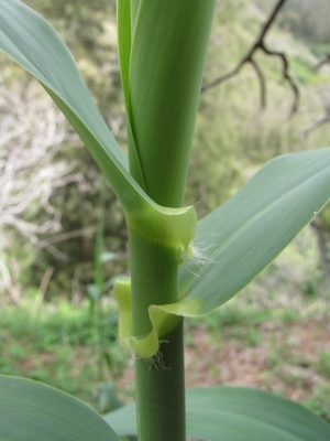 trsť rákosovitá - Arundo donax