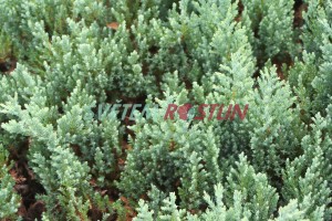 jalovec polehlý Blue Forest - Juniperus horizontalis Blue Forest