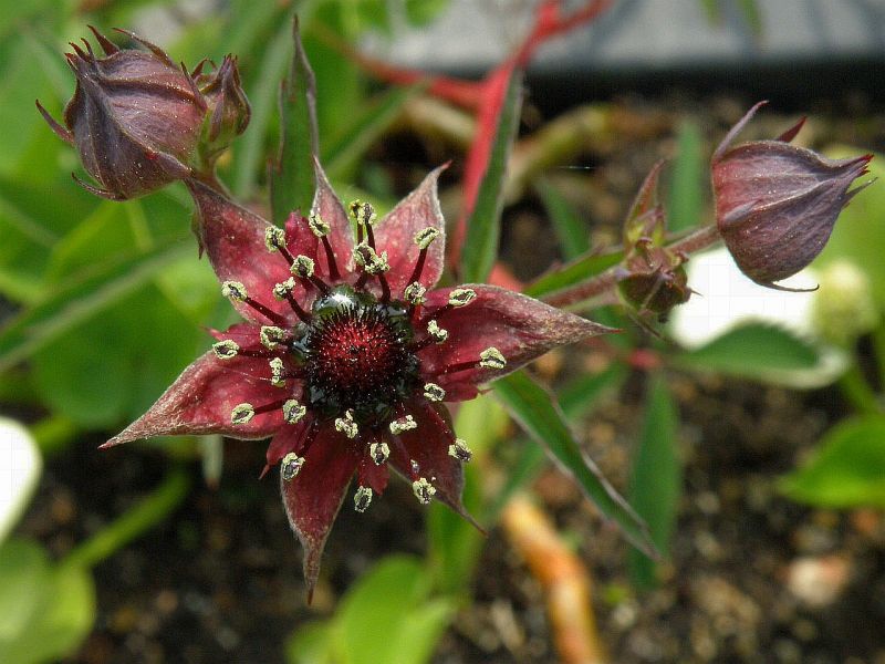 mochna bahenn - Comarum palustre
