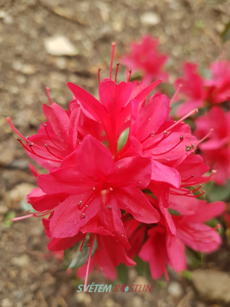 pěnišník japonský Thierry - Rhododendron japonicum Thierry