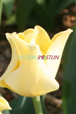 tulipán Yellow Crown - Tulipa Yellow Crown