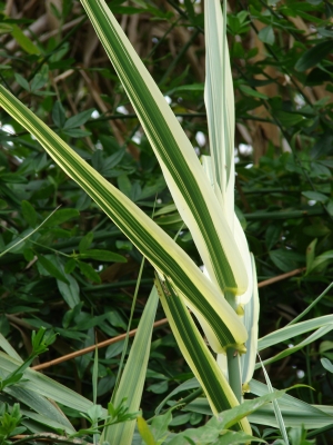 trsť rákosovitá Variegata - Arundo donax Variegata