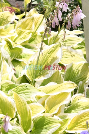 bohyška Shade Fanfare - Hosta Shade Fanfare