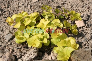 vrbina penízková Aurea - Lysimachia nummularia Aurea