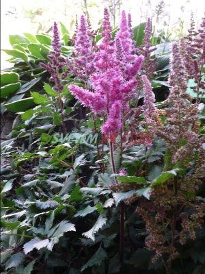 čechrava Vanessa - Astilbe Vanessa