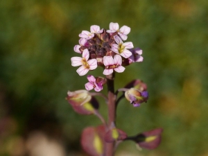 Aethionema saxatile