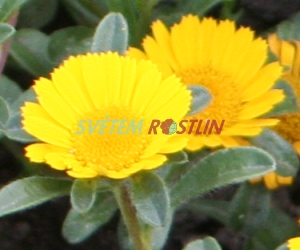 hvězdička přímořská - Asteriscus maritimus