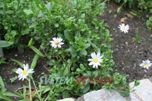 Felicia - Felicia amelloides