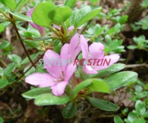 pěnišník - azalka Sázava - Rhododendron obtusum Sázava