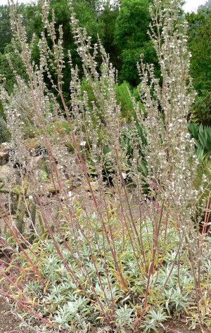 šalvěj bílá - Salvia apiana