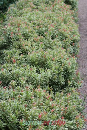 pieris japonský Little Heath - Pieris japonica Little Heath