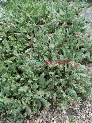 úročník horský - Anthyllis montana