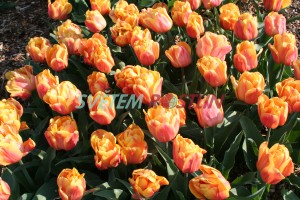 tulipán Freeman - Tulipa Freeman