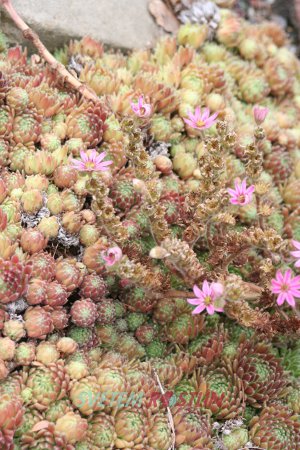 netřesk zední - Sempervivum tectorum