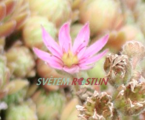 netřesk zední - Sempervivum tectorum