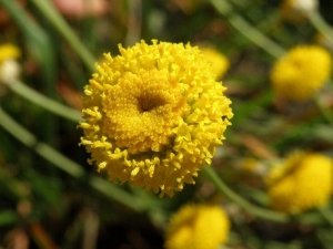 svatolina rozmarýnolistá - Santolina rosmarinifolia