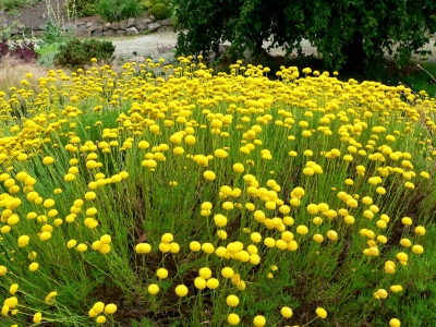 svatolina rozmarýnolistá - Santolina rosmarinifolia