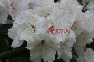 Pěnišník Mount Everest - Rhododendron Mount Everest
