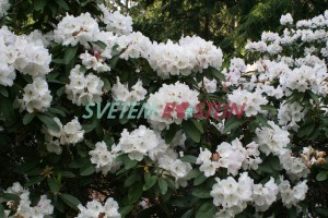 Pěnišník Mount Everest - Rhododendron Mount Everest