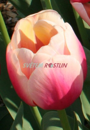tulipán Marit - Tulipa Marit