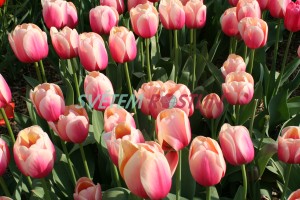 tulipán Marit - Tulipa Marit