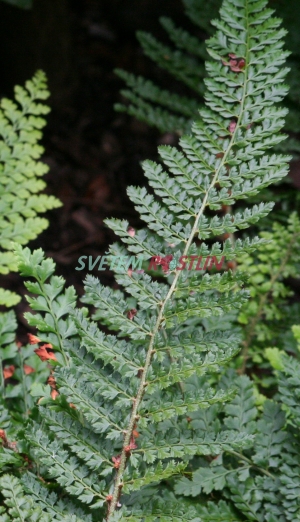 kapradina Cristatum - Polystichum setiferum Cristatum