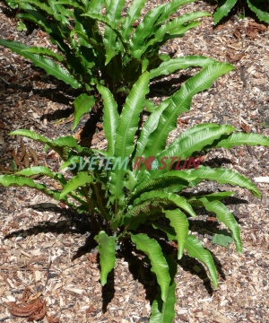 jelení jazyk celolistý - Phyllitis scolopendrium