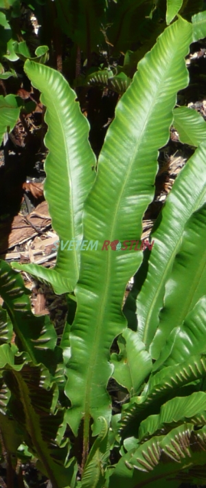 jelení jazyk celolistý - Phyllitis scolopendrium