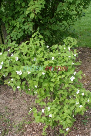růžovec bělokvětý - Rhodotypos scandens